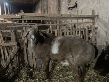 сколько стоит британская золотая шиншилла: Продаю | Баран (самец) | Арашан | Для разведения | Осеменитель — 4