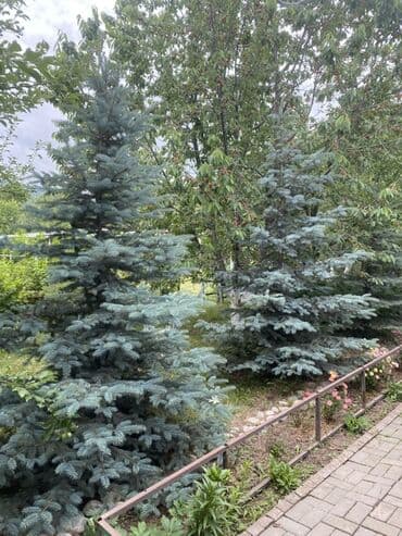 где можно купить саженцы павловния в кыргызстане: Саженцы деревьев: Ели — 1
