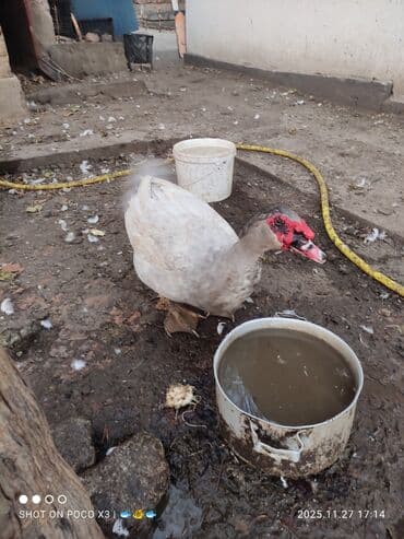 tuxedo порода кошек цена: Селезни и уточки двух линий на племя в Канте и Чолпон-Ате, есть чисто — 1