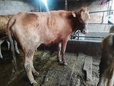 породистый теленок: Продаю | Корова (самка) — 1