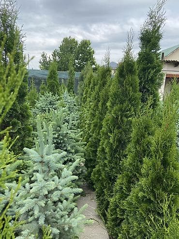 козу сатылат бишкек: Продаются туи От 1 до 2 метров Выращиваем сами, с 2013 года,со всей — 2