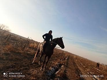 Продаю | Жеребец | Английская | Рабочий | Племенные