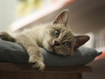 голубе: Продаю котёнка примерно 3 месячный ( точный пол мы не знаем ) сам он — 1