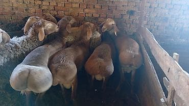 эркек ит ош: Сатам | Ургаачы кой (ургаачы) | Көбөйтүү үчүн — 7