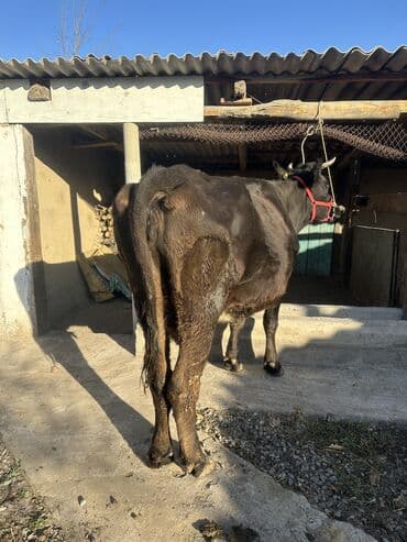 котята отдам в добрые руки: Продаю | Корова (самка) | Полукровка | Для молока | Привязанные — 7