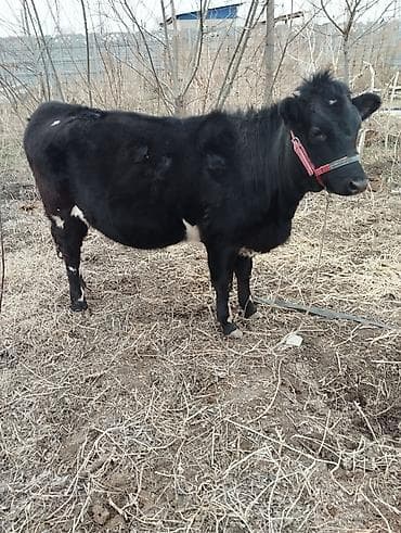 животные каракол: Продаю | Тёлка | На откорм | Нетель — 2