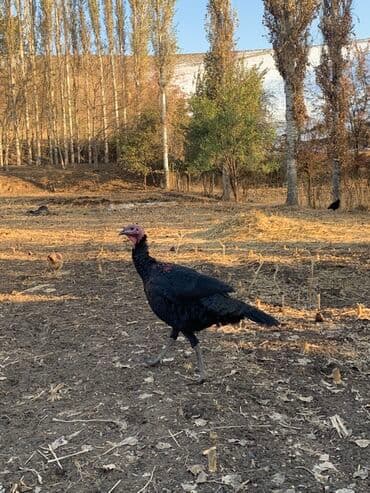 сельскохозяйственные животные продажа: Продаю | Индюшка (самка), Индюк (самец), Индюшата | Черный принц | Для разведения | Племенные — 3