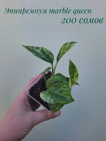 покупка деревьев: ● Комнатные растения (укоренённые черенки, молодые растения, взрослые — 15