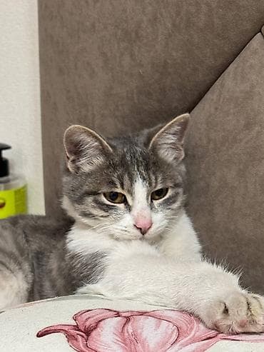 скан ечки: Кошка даром: Беспородная, 6 месяцев, Мальчик, Приучена к лотку — 1