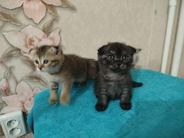 Животные: Котята шотландской породы, короткошёрстные, домашнего выращивания — 4