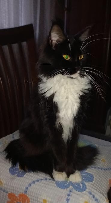сиамский кошка: 🐾🐈Котята мейн-кун готовы к переезду! Отличный помёт с шикарными — 10