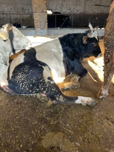 дойный корова: Продаю | Бык (самец) | На откорм | Привязанные — 5