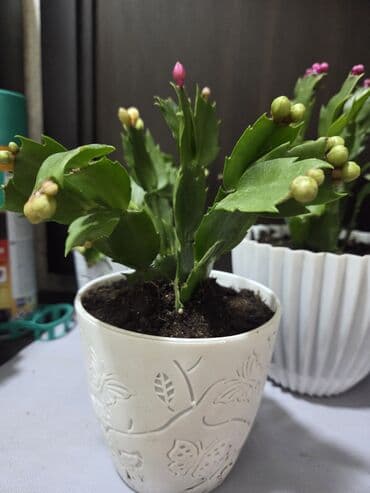 саженцы роза: Суккуленты в горшках — хавортии Описание: - Компактные розетки — 11