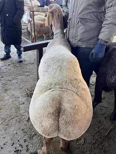 мака прес: Продаю | Баран (самец) | Арашан | Для разведения | Осеменитель — 4