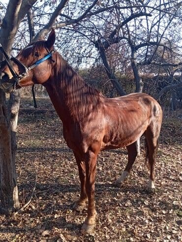 машинка для животных: Продаю | Конь (самец) | Конный спорт — 5