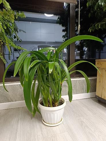 Фикусы: Продаются цветы, разные виды, сорта, большие и маленькие домашние и — 10