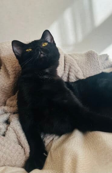 домик для котенка: 3 месяца, Девочка, Приучена к лотку — 4