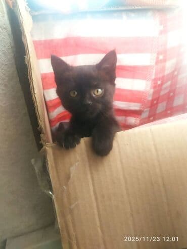 домик для котенка: Кошка даром: Беспородная, 2 месяца, Мальчик, Приучена к лотку — 12