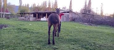 кавалер кинг: Продаю | Жеребенок | Для разведения | Племенные — 4