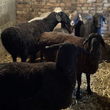Зоотовары: Продаю | Овца (самка) | На забой, Для разведения | Кастрированные, Матка, Ярка — 1