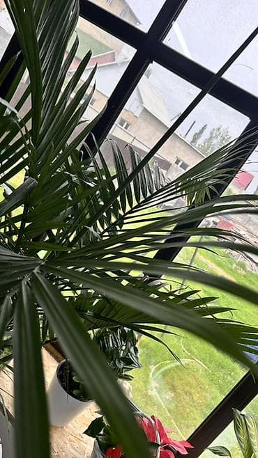 продажа аквариума: Пальма в горшке Арека по акции💥💥💥вместо 3500 🔥🔥🔥🔥🔥2800 сом - Крупное — 3