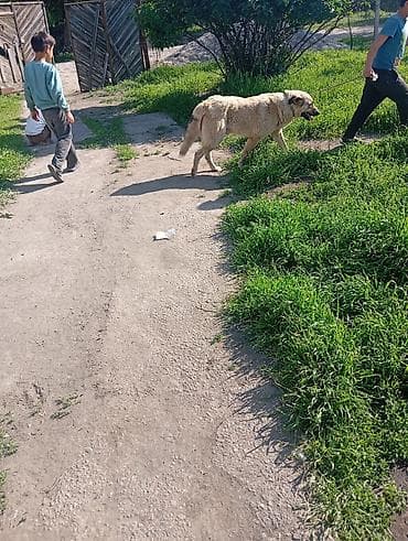 Крупная собака-пастух на поводке. Описание: - Мощный кобель крупного