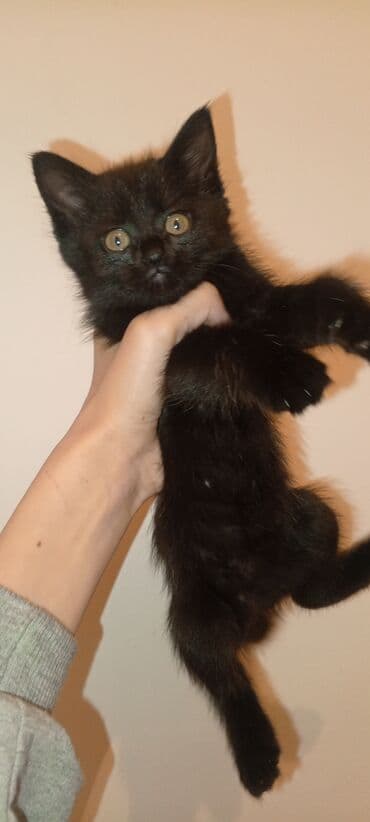 кошка домик: Срочно пожалуйста заберите котят одна веслоухая активные дружные — 8