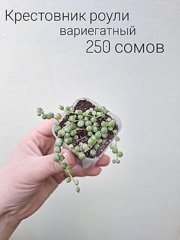комнатные растения в бишкеке купить цена оптом и в розницу: • Комнатные растения (детки/молодые растения/взрослые экземпляры) — 7