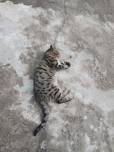 бингальская кошка: Продам домашнего кота 5000 сом бенгальский порода леопардовым оттенком — 6