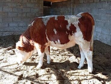 зоосалон грумира бишкек: Сатам | Бука (эркек) | Бордоп семиртүү үчүн | Асыл тукумдуу — 1