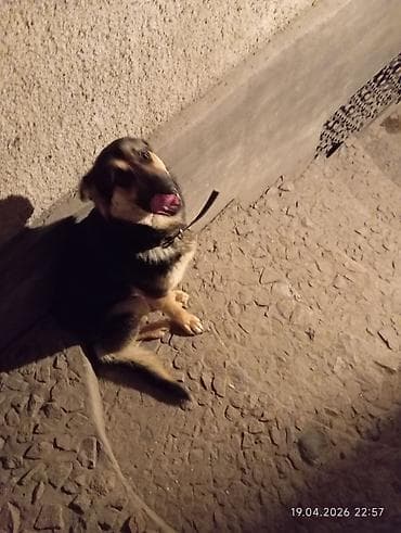 Молодая собака среднего размера с классическим чёрно‑рыжим окрасом