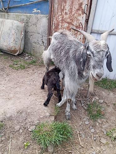 молочные козы: Продаю | Коза (самка) | Для разведения — 1