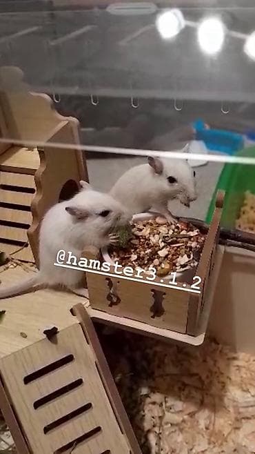 барханный кот: Ручные песчанки монгольские. Красивые окрасы, есть девочки и мальчики — 7