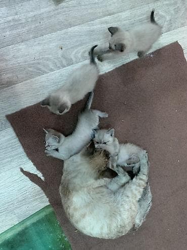 Отдам даром…. Котята с колор-пойнт