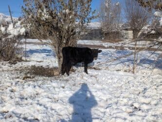 домашний петух: Продаю | Бык (самец) | Герефорд, Голштин, Швицкая | На откорм | Племенные — 5