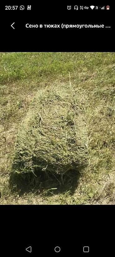 Сено Люцерна. второй укоса. цена 300 сом самовывоз at lalafo.kg Сено Люцерна. второй укоса. цена 300 сом самовывоз