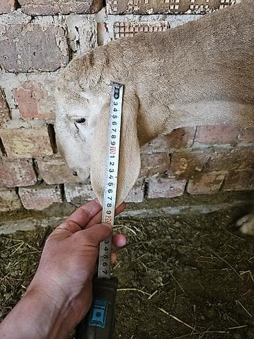 цена верблюда: Продаю | Баран (самец) — 4