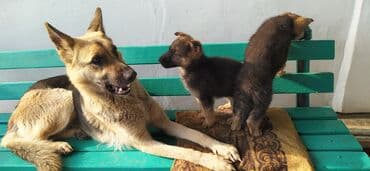 куплю ротвейлера щенка: Два кобеля немцы 2 месяца будет 2 .02.26 г — 4