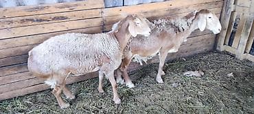 Продам с/х животных: Продаю | Овца (самка) | Арашан | Для разведения | Матка — 6