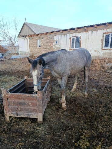 Собаки: Продаю | Кобыла (самка) | Рабочий — 1