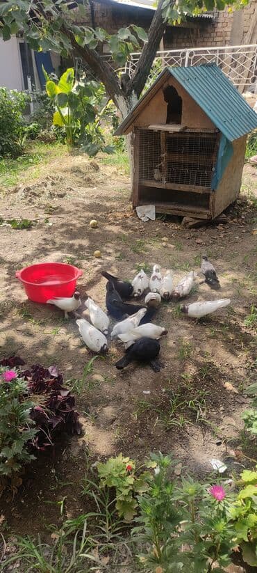 показы 1 354 72 договорная кошка даром британская короткошёрстная 1 год мальчик метис 2 позвонить написать: Продаю иранских голубей красголовие лет игра есть — 5