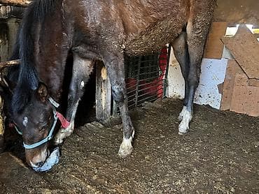 кунажын бишкек: Сатам | Жылкы (эркек) | Ат спорту — 5