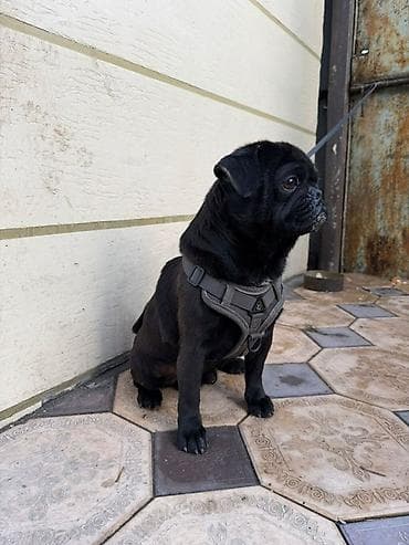 сенбернар щенок цена: Продаётся щенок мопса (чёрный) Породистый щенок мопса чёрного окраса — 1