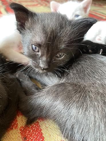 Котята Даром! Срочно срочно! Каракол — 5