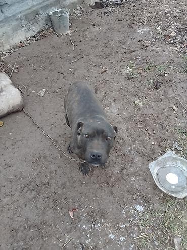 Продам щенка питбуля.Цена договорная