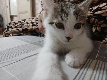 мангал купить бишкек: Отдам котёнка в хорошие руки. мальчик 2 месяца, к лотку приучин. Даром — 4