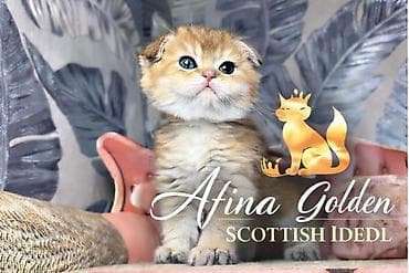 котята сибирской кошки купить: Шотландский котёнок золотого окраса SFS 71ny11🔥из питомника Afina — 4