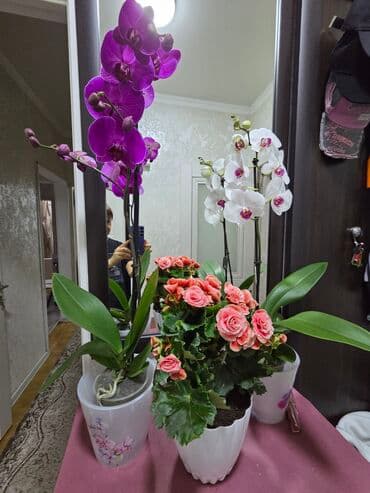 полевые цветы: Бегония клубневая в горшке - Пышный куст с крупными махровыми — 4