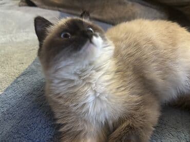 объявления о пропаже животных: Кошка даром: Сиамская, 3 месяца, Девочка, Приучена к лотку, Проглистована — 1