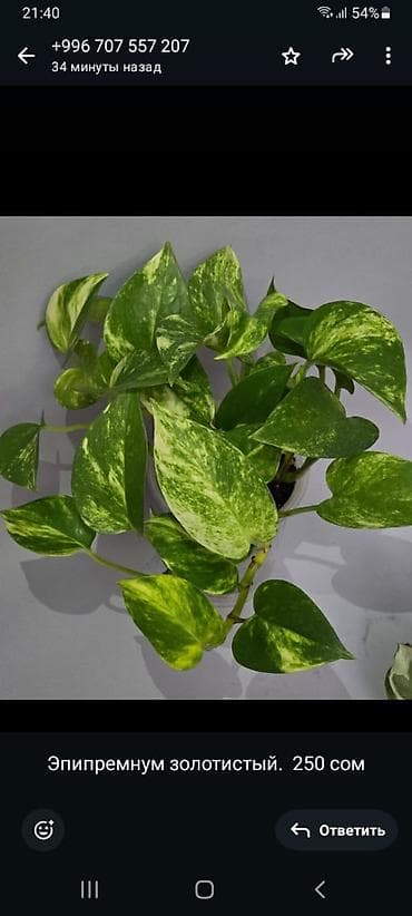 макс: В продаже большой филолендрон бурле макс 2500,орхидеи от 1000 — 8